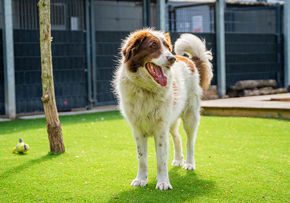 Honden op K9Grass bij dierenzorgcentrum Louterbloemen in Dordrecht